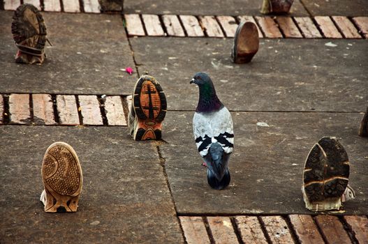 A pigeon in a plaza standing amongst several shoes.