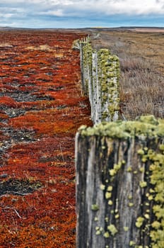 An old weathered fence with red foliage to the left.