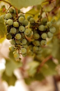 White wine grape hanging on a branch