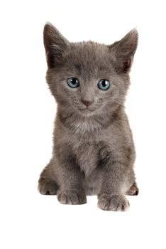 Gray Kitten with Blue Eyes Sitting on White Background