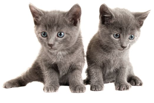 Two Blue Eyed Gray Kittens on White Background
