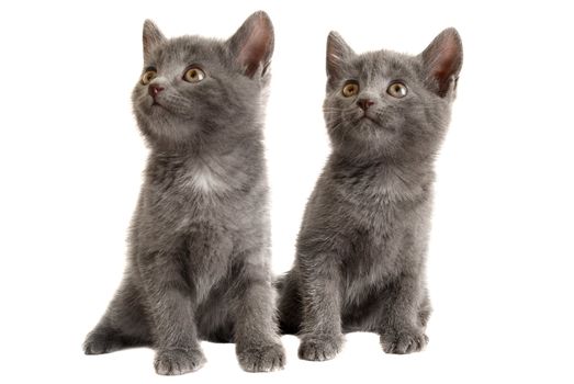 Grey Kittens on White