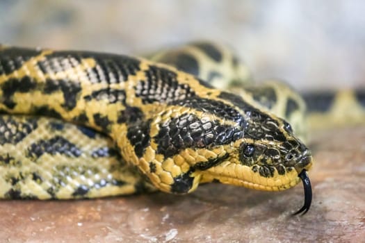 A close-up shot of a yellow and black colored venomous snake