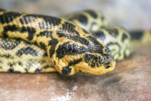 A close-up shot of a yellow and black colored venomous snake