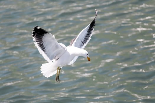 A white seagull spreading its wings as it is about to land on water