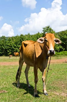 Cow in the meadow