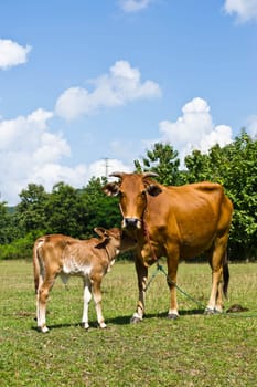 Cow in the meadow