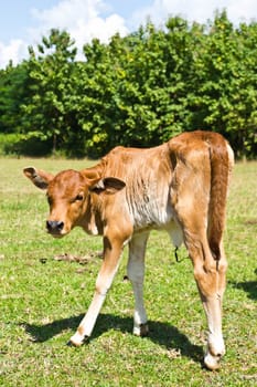 Cow in the meadow