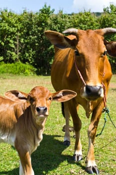 Cow in the meadow