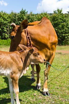 Cow in the meadow