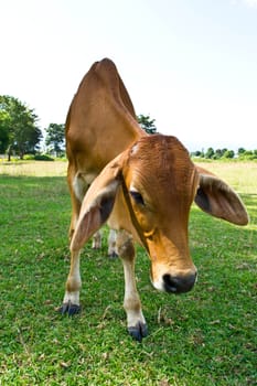 Cow in the meadow