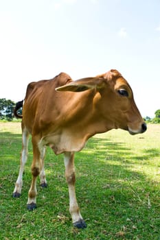 Cow in the meadow