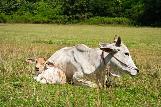 Cow in the meadow