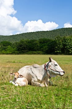 Cow in the meadow