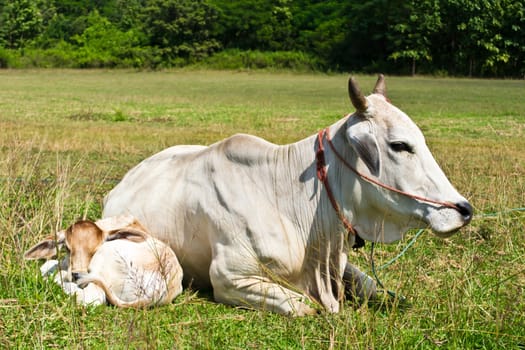 Cow in the meadow