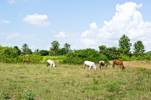 Cow in the meadow