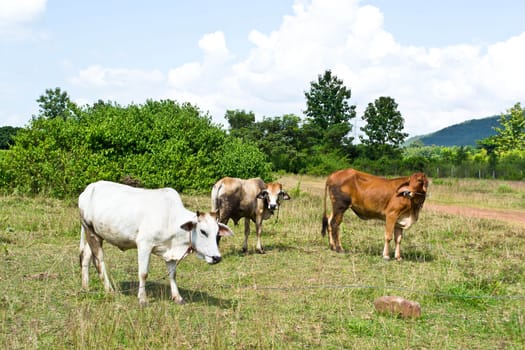 Cow in the meadow