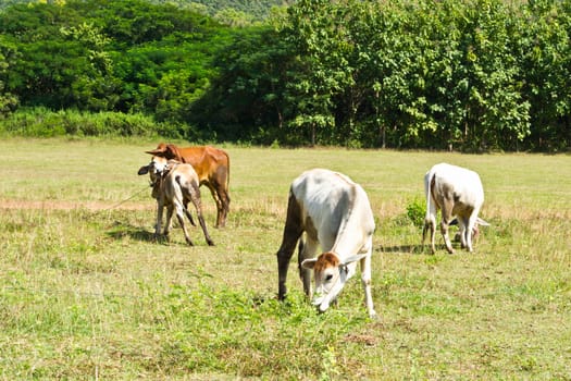 Cow in the meadow