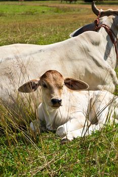 Cow in the meadow