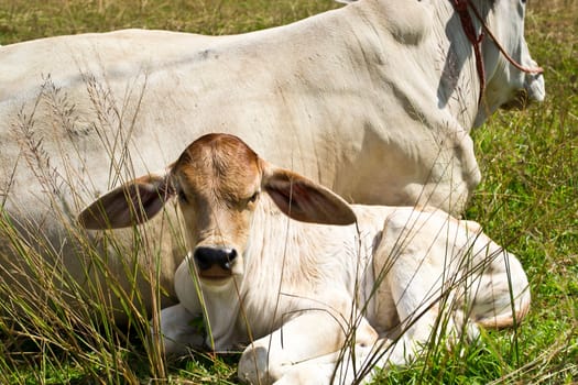 Cow in the meadow