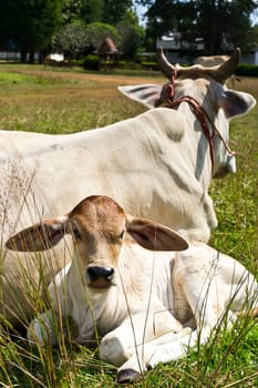 Cow in the meadow