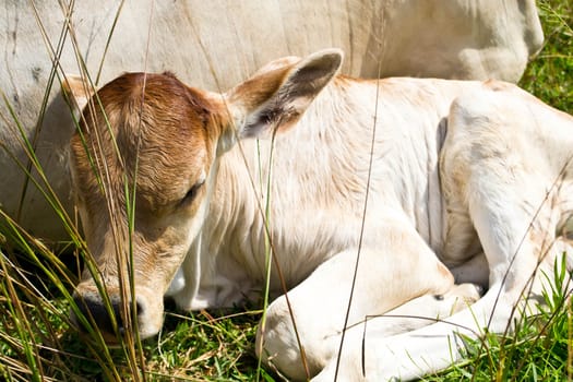 Cow in the meadow