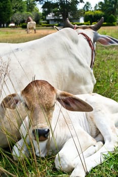 Cow in the meadow