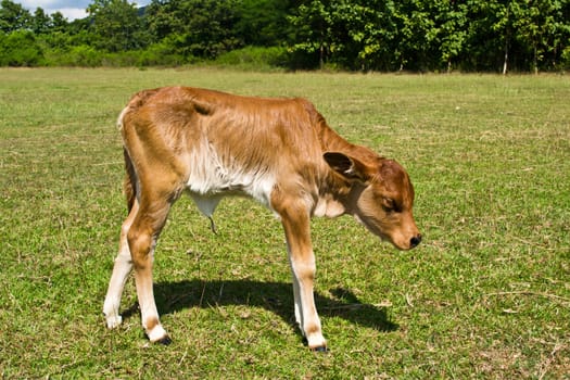 Cow in the meadow