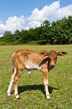 Cow in the meadow