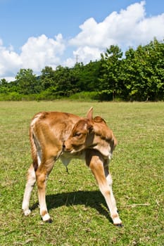 Cow in the meadow