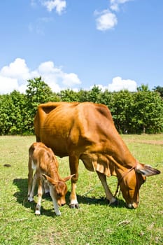 Cow in the meadow