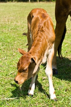 Cow in the meadow