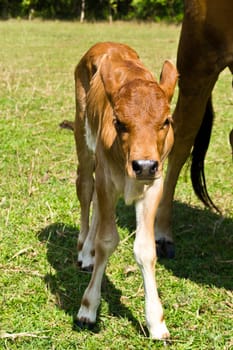 Cow in the meadow