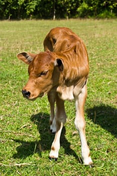 Cow in the meadow