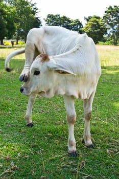 Cow in the meadow