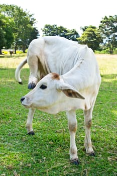 Cow in the meadow