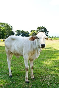 Cow in the meadow