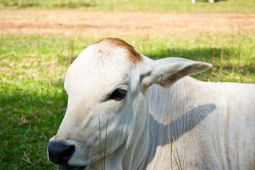 Cow in the meadow