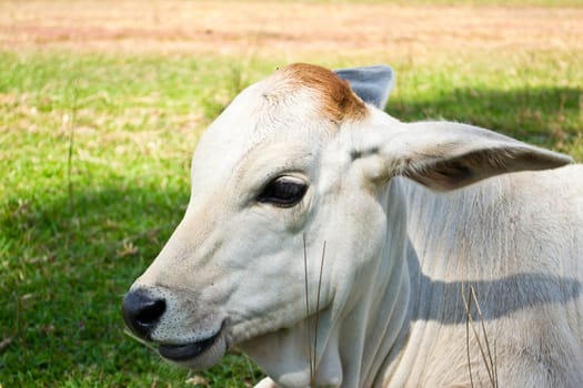 Cow in the meadow