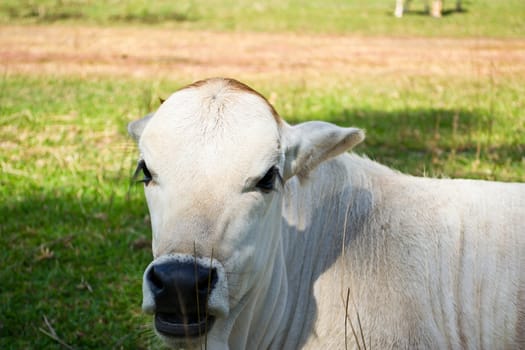 Cow in the meadow