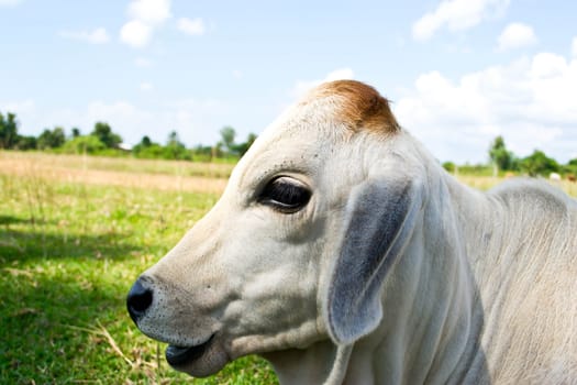 Cow in the meadow