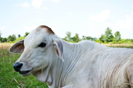 Cow in the meadow