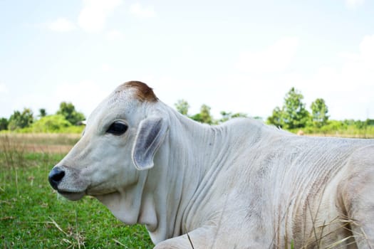 Cow in the meadow