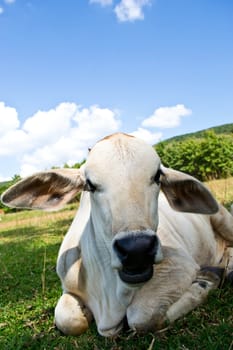 Cow in the meadow







Cow hooves