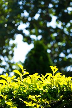 Duranta repens