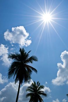 Coconut trees on the sky