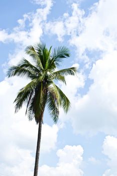 Coconut trees on the sky