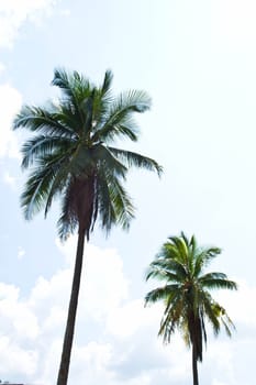 Coconut trees on the sky