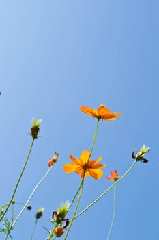 flower and sky