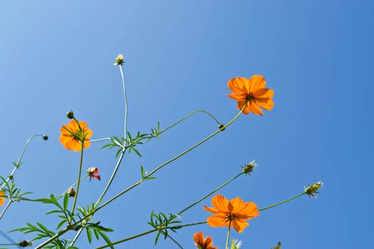 flower and sky